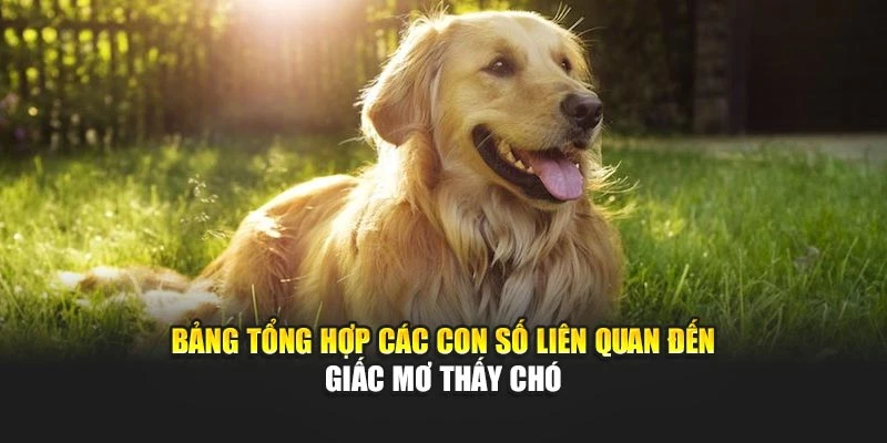 Bảng tổng hợp các con số liên quan đến giấc mơ thấy chó