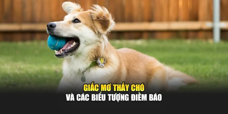 Giấc mơ thấy chó và các biểu tượng điềm báo