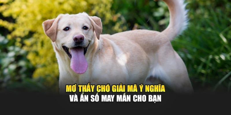 Mơ Thấy Chó Giải Mã Ý Nghĩa Và Ẩn Số May Mắn Cho Bạn