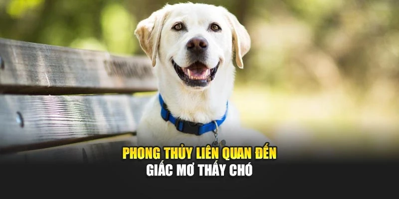 Phong thủy liên quan đến giấc mơ thấy chó